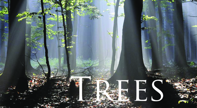 Read more about the article 04. Trees, Geschichten aus der Naturschule